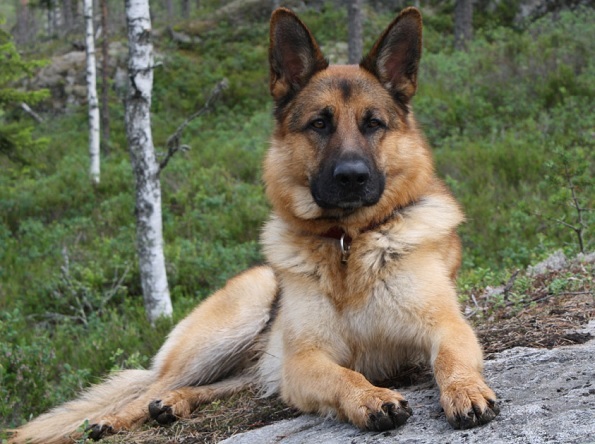 Top 10 más razas de perros inteligentes: pastor alemán