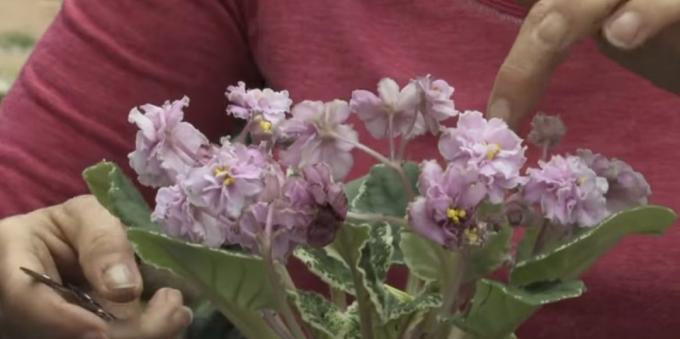 Cómo cuidar de violetas período de floración