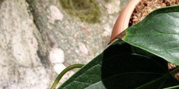 Cómo tratar anthurium, si las puntas de las hojas se oscurecen y seca