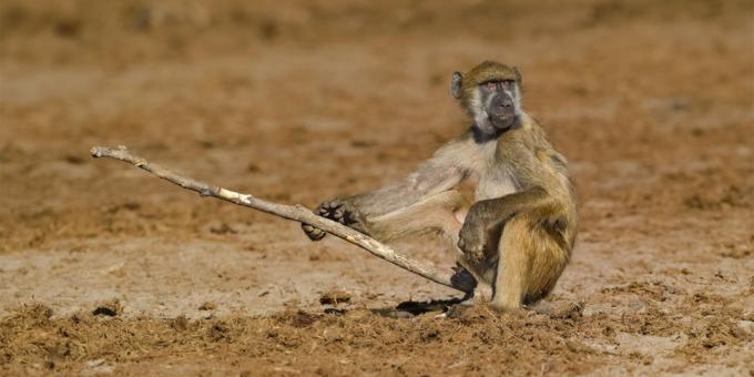 Las fotos ridículos la mayoría de los animales - un mono con un palo