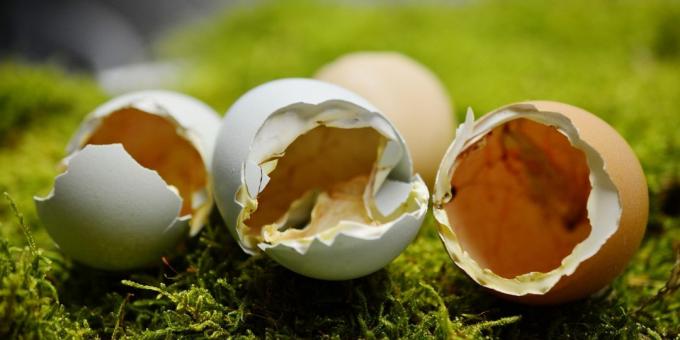 Los alimentos ricos en calcio. cáscara de huevo