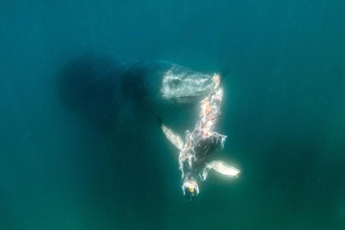 Antártida: foto de una foca leopardo