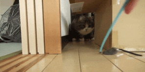 5 razones por las que los gatos tanto como una caja