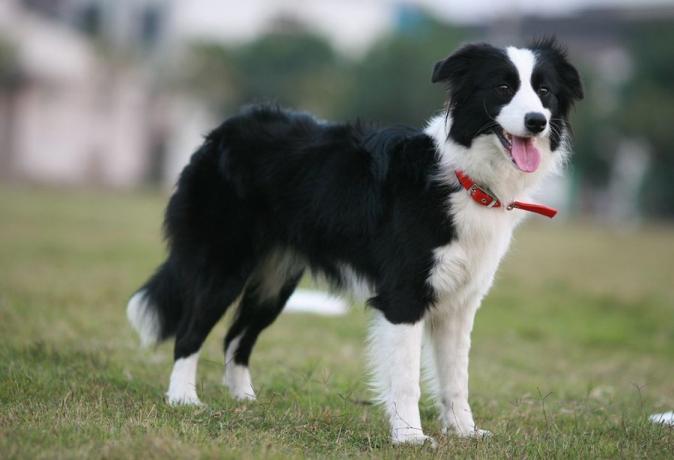 Top 10 de la mayoría de las razas de perros inteligentes: Border Collie