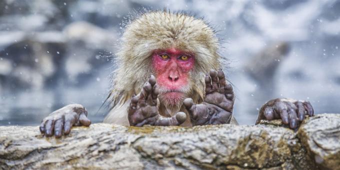Las fotos ridículos la mayoría de los animales - mono