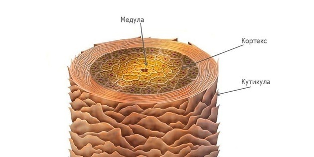 Aclarar el pelo en casa: La estructura del cabello