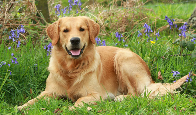 Top 10 de la mayoría de las razas de perros inteligentes: Golden Retriever