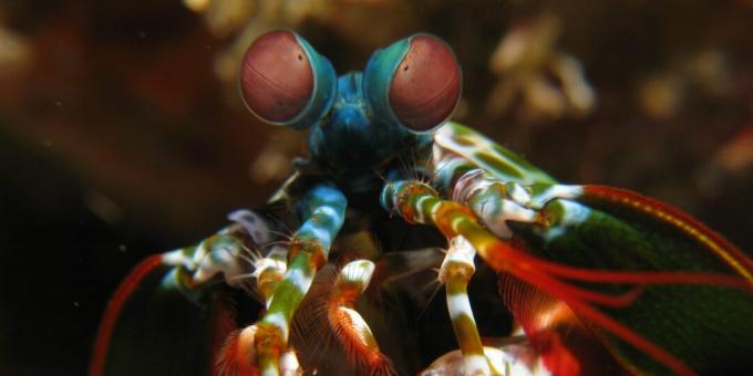 Animales inusuales: camarón mantis (mantis Squilla)