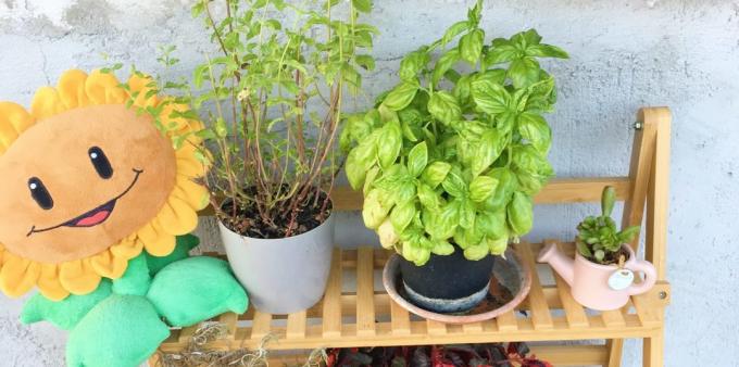 ¿Cómo almacenar las hierbas: se puede cultivar en casa