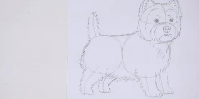 Dibujar el cuerpo y la cola del perro