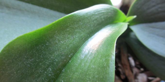 Cómo regar la orquídea: para deshacerse del polvo en las hojas, los arreglos para la planta de ducha