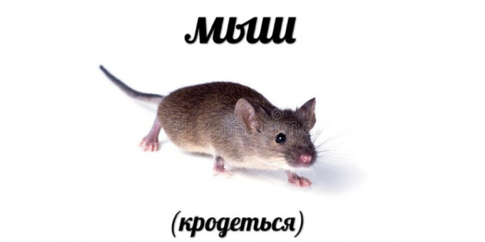 Lo más buscado en 2018: Ratón (krodotsya)