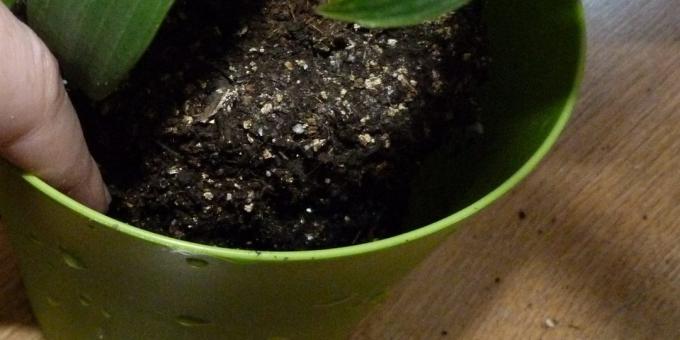 Cómo replantar las plantas de interior: Mover a una nueva olla, cuyo fondo de arcilla expandida y un poco de tierra