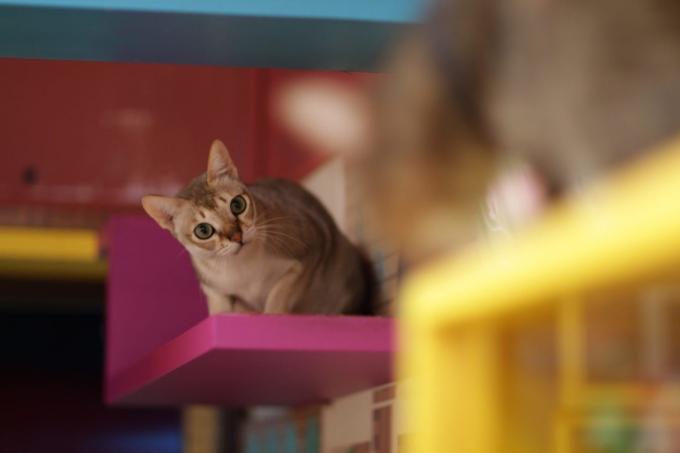 razas de gatos inteligentes: Singapur