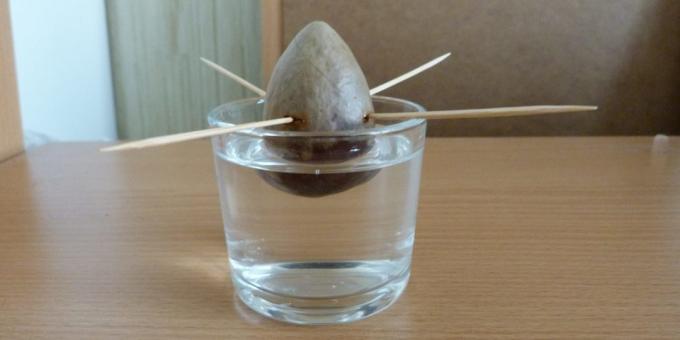 Cómo cultivar un aguacate desde una piedra: La piedra en el agua