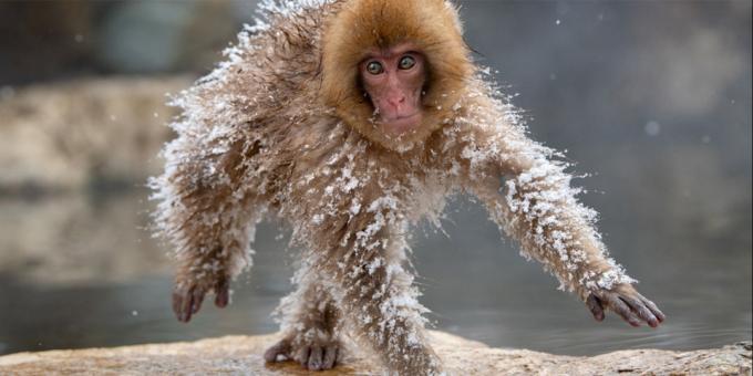 Más divertidas fotos de animales - mono congelado