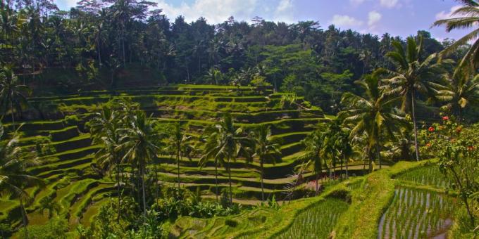 territorio asiático atrae a los turistas a sabiendas: terrazas de arroz Tegallalang, Indonesia