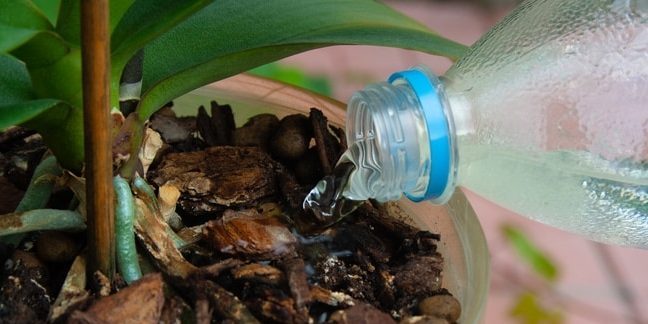Como el agua de la orquídea: tratar de llegar a la planta en sí misma cuando se vierte agua
