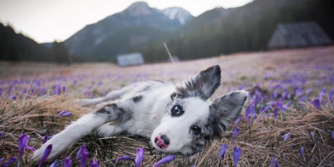 Cómo hacer bonitas fotos de perros: la cámara y el objetivo son importantes