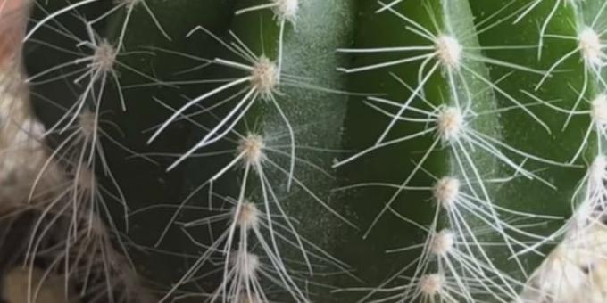 Cómo cuidar de cactus: araña roja