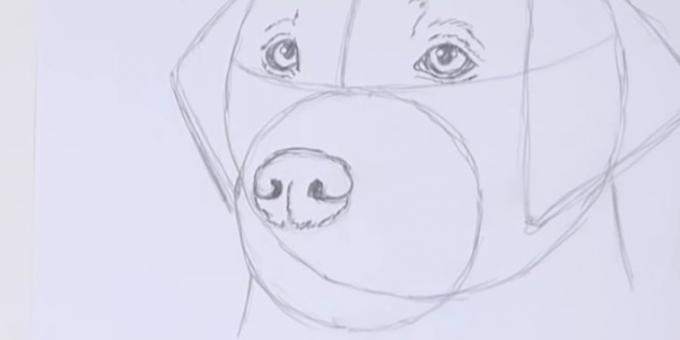 Dibujar la nariz del perro