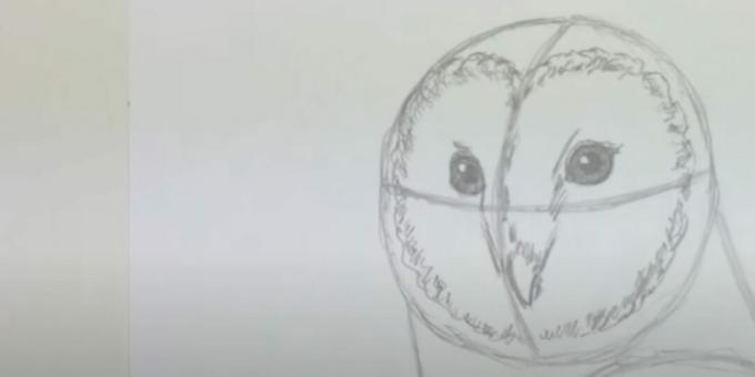 Cómo dibujar un búho: representa el pico y el disco facial.