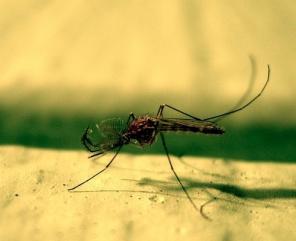 La protección de los "chupasangres": remedios caseros para los mosquitos y otros bichos