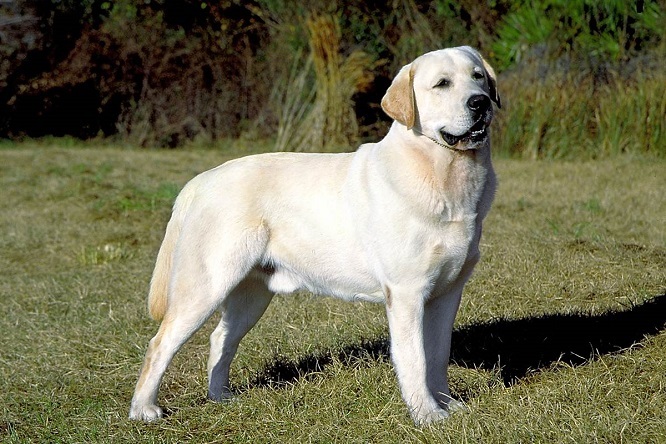 Top 10 de la mayoría de las razas de perros inteligentes: Labrador Retriever