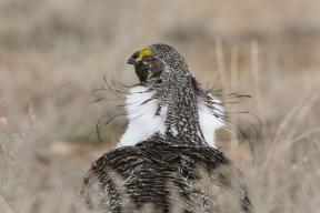 "Ahora un pájaro volará": 10 mejores fotos de la competencia de la Sociedad Nacional Audubon