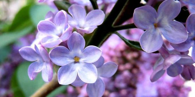 flores de color lila