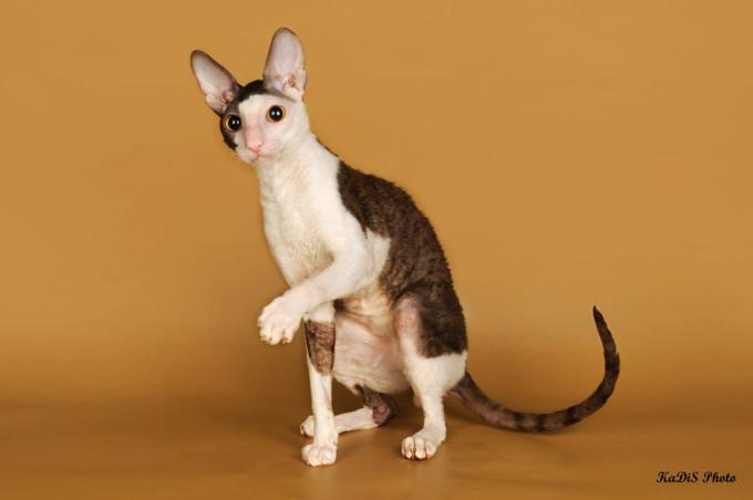 razas de gatos inteligentes: Cornish Rex