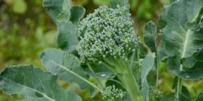 Cómo plantar y cuidar el brócoli para una buena cosecha