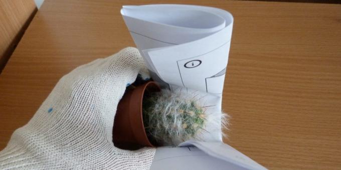 Cómo cuidar de cactus: Cómo trasplantar un cactus