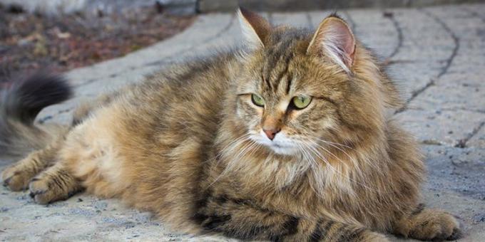 razas de gatos grandes: Siberia