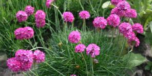 15 hermosas plantas perennes, que florecen durante todo el verano