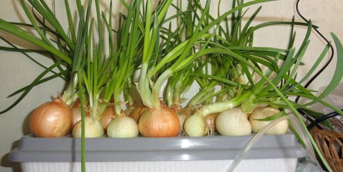 Cómo cultivar cebollas en el alféizar de la ventana: Cebollas en una instalación hidropónica