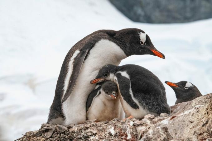 Antártida: fotos de pingüinos