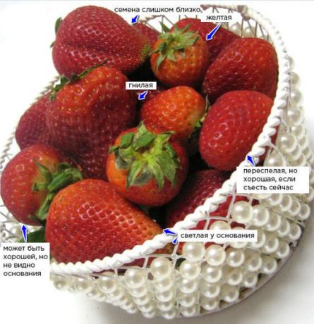 cómo recoger fresas