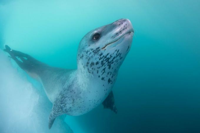 Antártida: foto de una foca leopardo