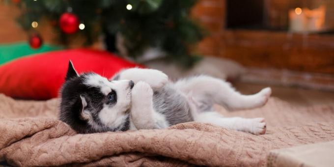 Cachorro husky