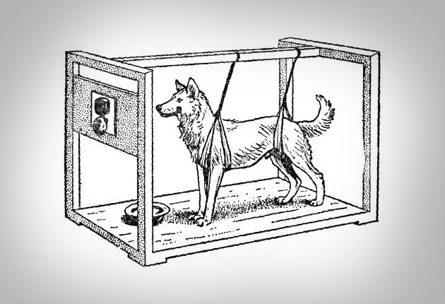 Perro de Pavlov y la respuesta a la llamada
