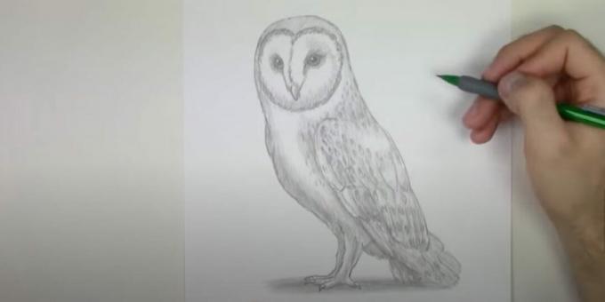 Dibujo a lápiz de búho realista