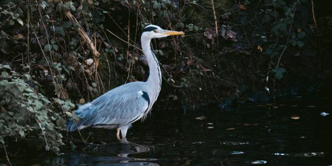 Supervivencia de la vida silvestre: no vayas a los pájaros para encontrar agua