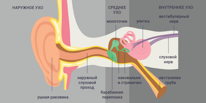 Tubo-otitis: estructura del oído 