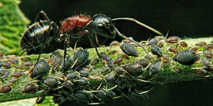 Conceptos erróneos y datos interesantes sobre los animales: la criatura más poderosa del mundo es la hormiga