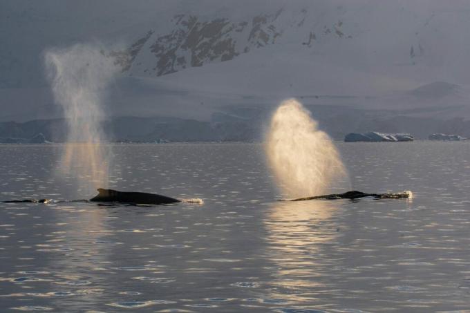 Ballenas jorobadas