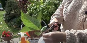 Cómo cortar una hortensia correctamente