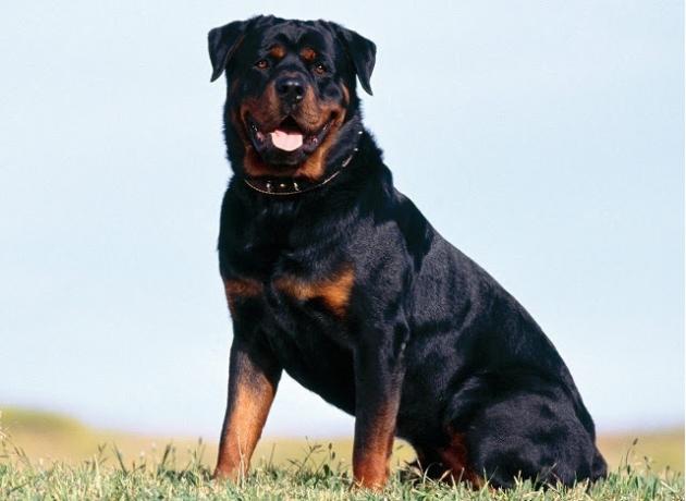 Top 10 de la mayoría de las razas de perros inteligentes: Rottweiler