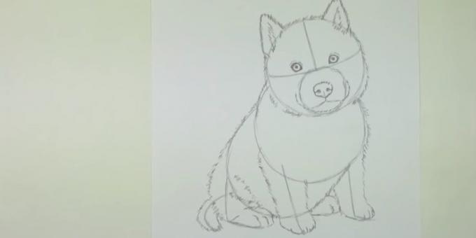 Dibujar un perro shorstku