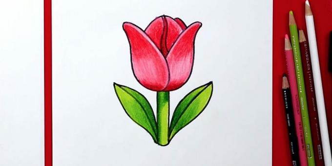 Cómo dibujar un tulipán simple
